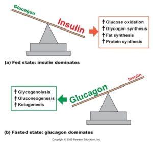 Graphic showing how insulin and glucagen interact